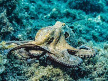 Intelligence of Octopuses