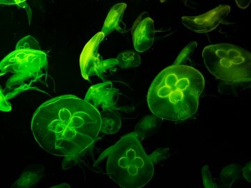 Bioluminescent Creatures