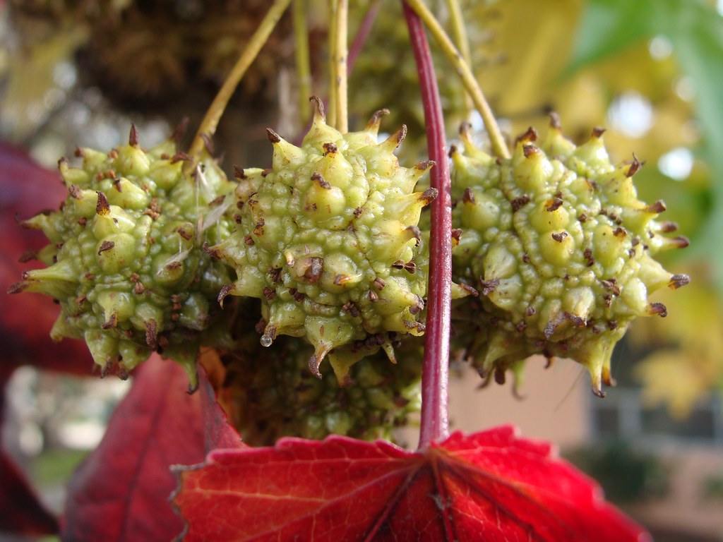 American Sweetgum (Liquidambar styraciflua): Powerful Natural Uses, Remedies, and Benefits | SELFISH WORLD American Sweetgum (Liquidambar styraciflua): Powerful Natural Uses, Remedies, and Benefits