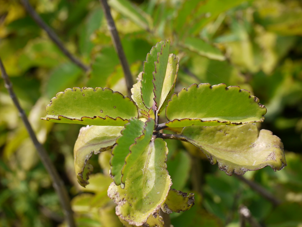 Leaf of Life (Kalanchoe pinnata): Nature’s Healing Miracle Growing in Your Backyard | SELFISH WORLD Leaf of Life (Kalanchoe pinnata): Nature’s Healing Miracle Growing in Your Backyard