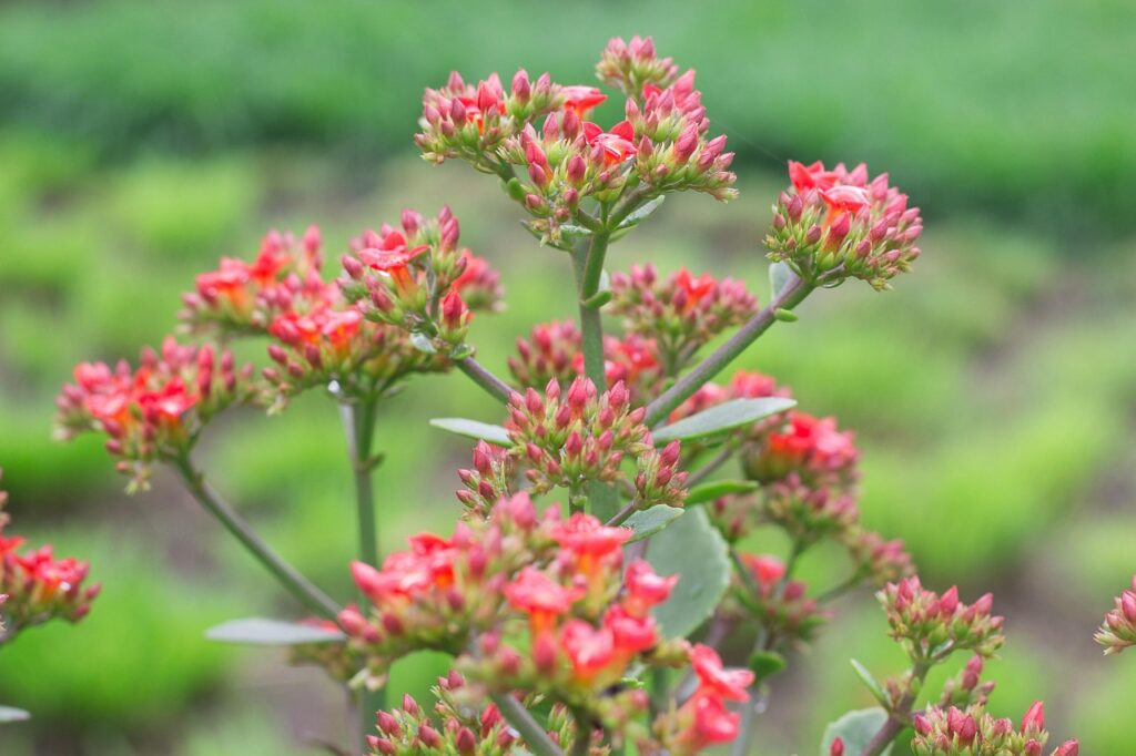 Leaf of Life (Kalanchoe pinnata): Nature’s Healing Miracle Growing in Your Backyard | SELFISH WORLD Leaf of Life (Kalanchoe pinnata): Nature’s Healing Miracle Growing in Your Backyard
