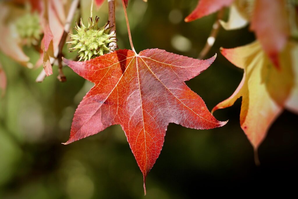 American Sweetgum (Liquidambar styraciflua): Powerful Natural Uses, Remedies, and Benefits | SELFISH WORLD American Sweetgum (Liquidambar styraciflua): Powerful Natural Uses, Remedies, and Benefits