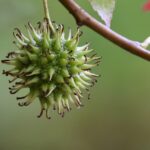 American Sweetgum (Liquidambar styraciflua): Powerful Natural Uses, Remedies, and Benefits