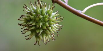 American Sweetgum (Liquidambar styraciflua): Powerful Natural Uses, Remedies, and Benefits