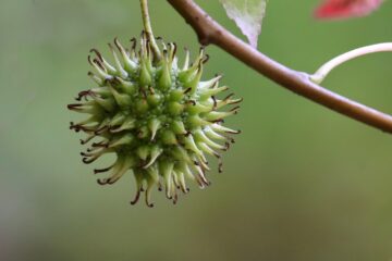 American Sweetgum (Liquidambar styraciflua): Powerful Natural Uses, Remedies, and Benefits