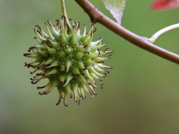 American Sweetgum (Liquidambar styraciflua): Powerful Natural Uses, Remedies, and Benefits