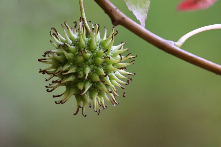 American Sweetgum (Liquidambar styraciflua): Powerful Natural Uses, Remedies, and Benefits