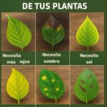 Conoce el Lenguaje de tus Plantas 🌿