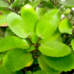 Leaf of Life (Kalanchoe pinnata): Nature’s Healing Miracle Growing in Your Backyard