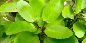 Leaf of Life (Kalanchoe pinnata): Nature’s Healing Miracle Growing in Your Backyard