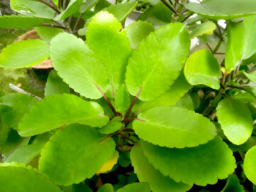 Leaf of Life (Kalanchoe pinnata): Nature’s Healing Miracle Growing in Your Backyard