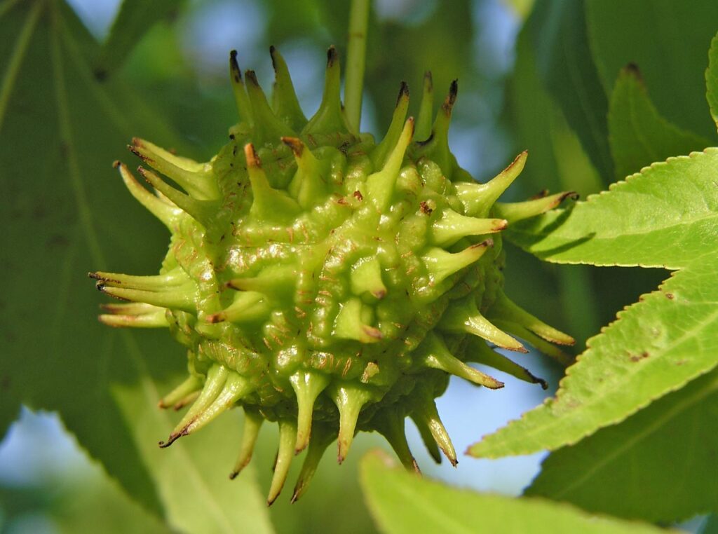 American Sweetgum (Liquidambar styraciflua): Powerful Natural Uses, Remedies, and Benefits | SELFISH WORLD American Sweetgum (Liquidambar styraciflua): Powerful Natural Uses, Remedies, and Benefits