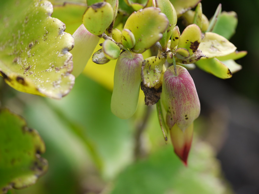 Leaf of Life (Kalanchoe pinnata): Nature’s Healing Miracle Growing in Your Backyard | SELFISH WORLD Leaf of Life (Kalanchoe pinnata): Nature’s Healing Miracle Growing in Your Backyard